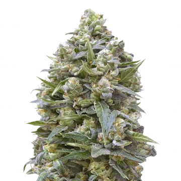 Alaskan Thunder Fuck cannabis plant