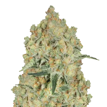 Alien OG cannabis plant