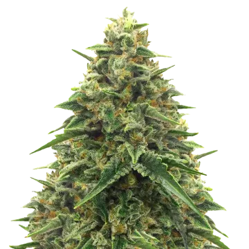 Alpine Star CBD