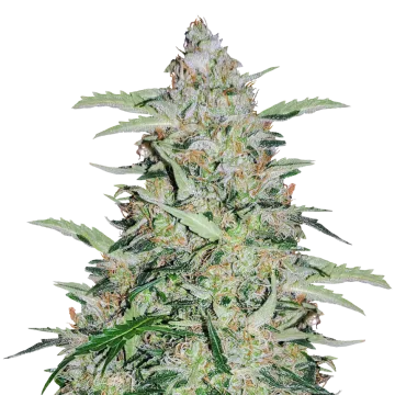 American Patriot cannabis plant