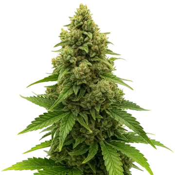 Amnesia Auto