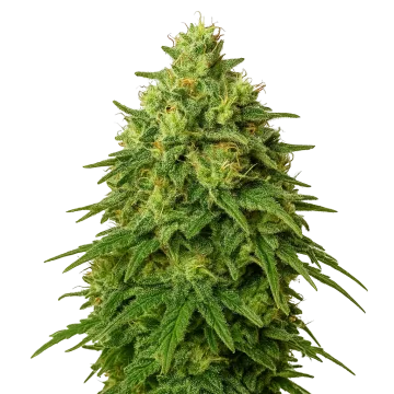 Amnesia Haze Auto