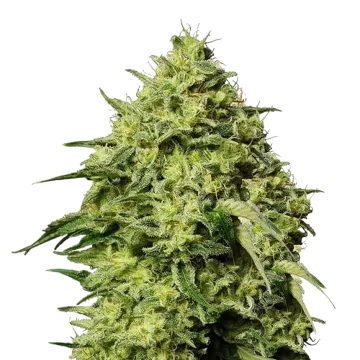 Amnesia Haze cannabis plant
