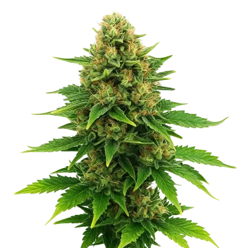 Amnesia Haze x Blueberry Auto cannabis plant