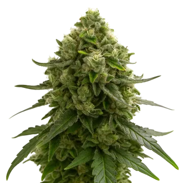 Amnesia Kush Auto cannabis plant