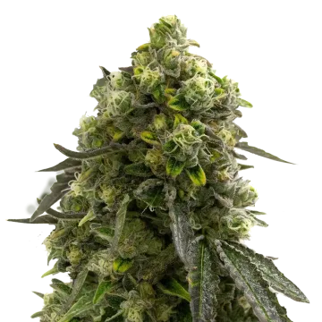 Amnesia Kush cannabis plant