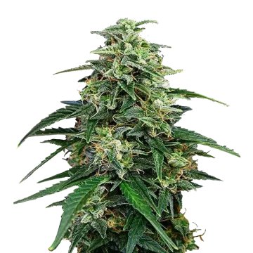 Amnesia Lemon Kush cannabis plant