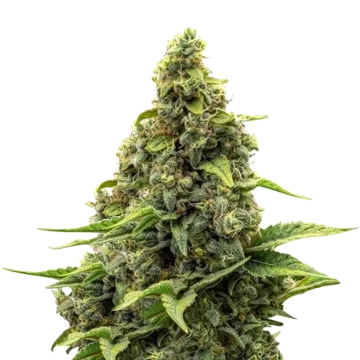Amnesia cannabis plant