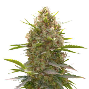 Amnesia Haze x White Widow cannabis plant