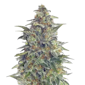 Animal Cookies cannabis plant
