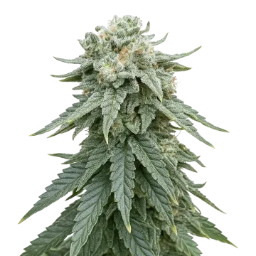Animal Face Auto