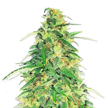 Apple Betty cannabis plant