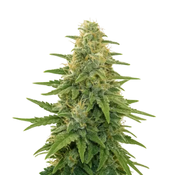 Apple Fritter Auto cannabis plant