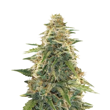 Apple Fritter cannabis plant