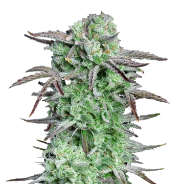 Apples and Bananas Cannabispflanze