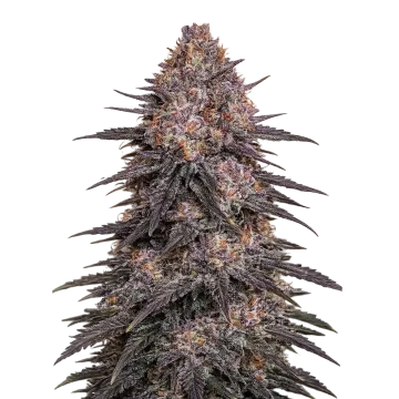 Archive Runtz cannabis plant