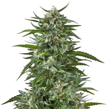 Aspirin OG cannabis plant