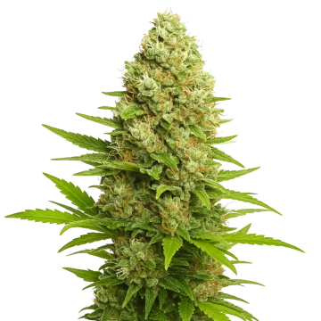 Banana Kush Auto cannabis plant