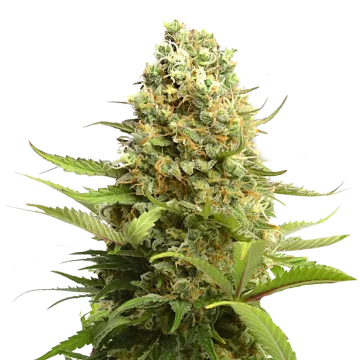 Banana Kush cannabis plant
