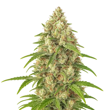 Banana Zkittlez Auto cannabis plant