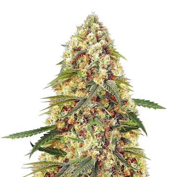 Banana Zkittlez cannabis plant