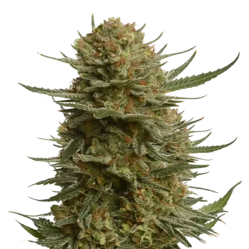 Berner's Cookies cannabis plant