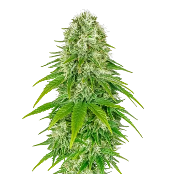 Big Bud Auto cannabis plant