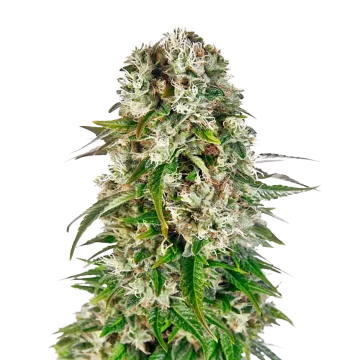 Big Bud cannabis plant