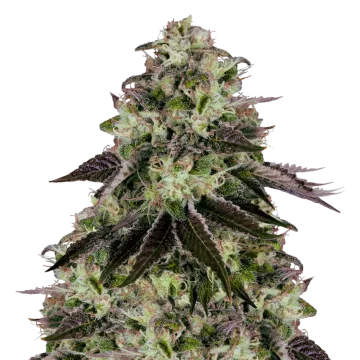 Biscotti cannabis plant