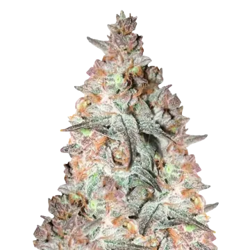 Black Cherry Soda cannabis plant