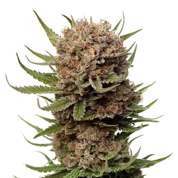 Black Domina cannabis plant