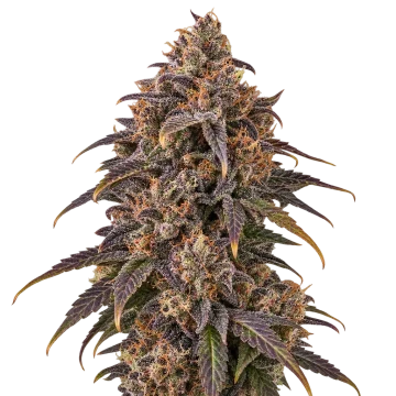 Black Hulk cannabis plant