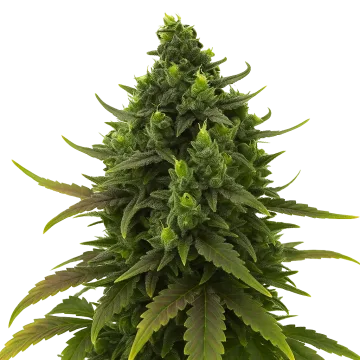 Black Jack Auto cannabis plant