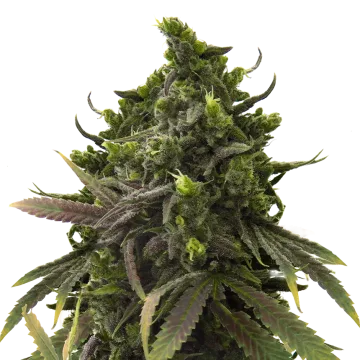 Black Jack cannabis plant