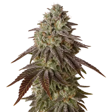 Black Runtz Auto cannabis plant
