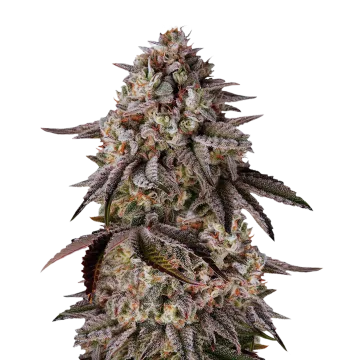 Black Runtz cannabis plant