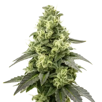 Black Widow Auto Cannabispflanze