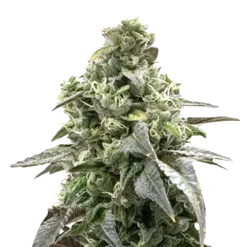 Black Widow cannabis plant