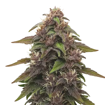 Blackberry Kush Auto cannabis plant