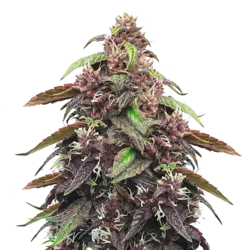 Blackberry Kush cannabis plant