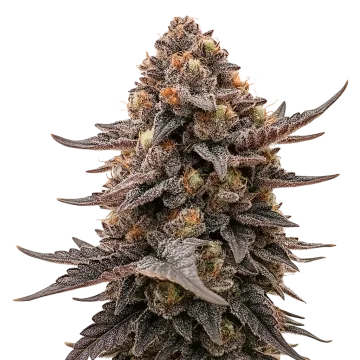 Blackberry Moonrocks Auto cannabis plant