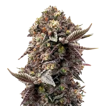 Blackberry Moonrocks cannabis plant