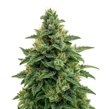 Blue Amnesia Auto cannabis plant