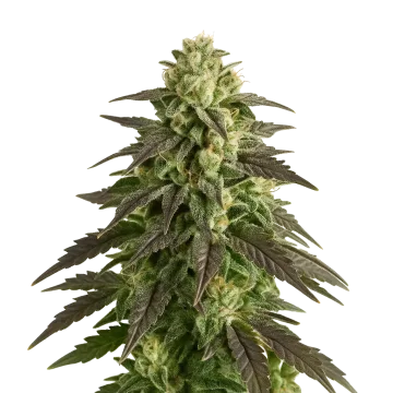 Blue Cheese Auto cannabis plant