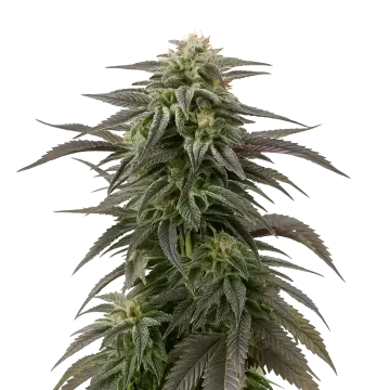 Blue Cheese cannabis plant
