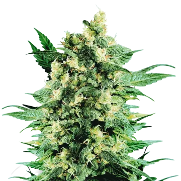 Blue Cookies cannabis plant