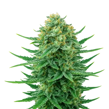 Blue Dream Auto cannabis plant