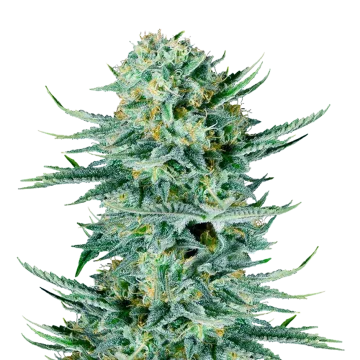 Blue Dream