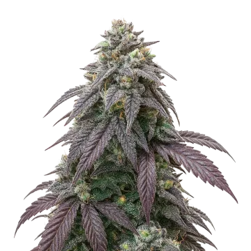 Blue Zushi cannabis plant