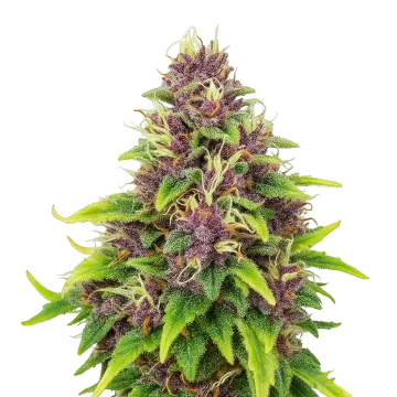 Blueberry Auto